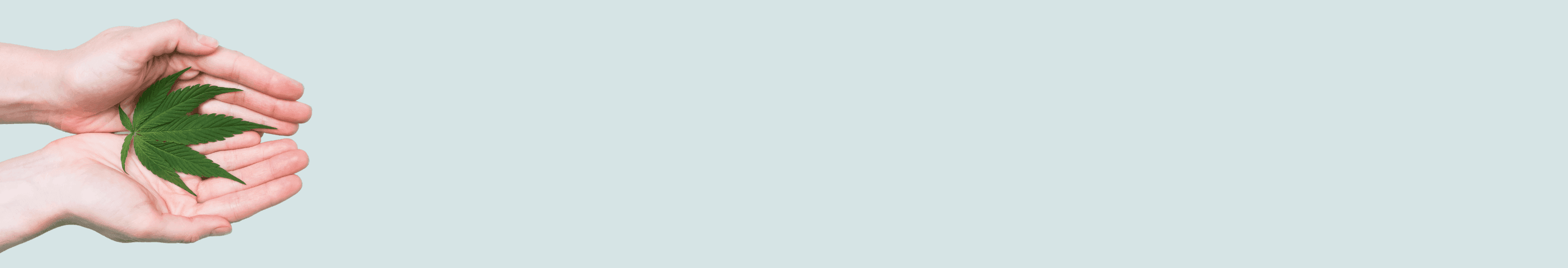 Hände halten Cannabis Blatt