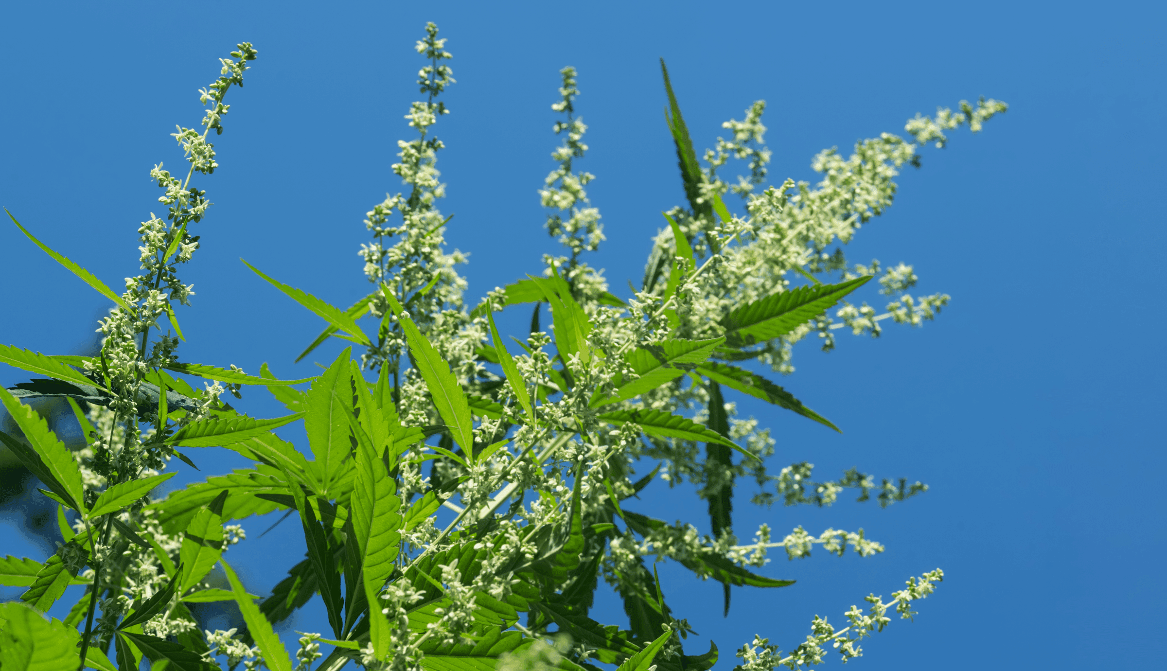 grüne Cannabis Pflanze 